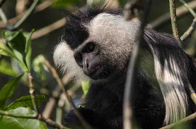 Mono Colobo de Angola - parque nacional de Nyungwe - Ruanda 02.jpg